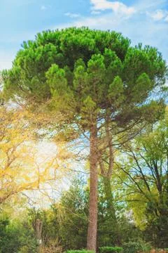 Green pine tree on blue sky background Stock Photos