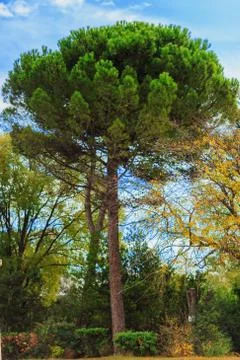 Green pine tree on blue sky background Stock Photos