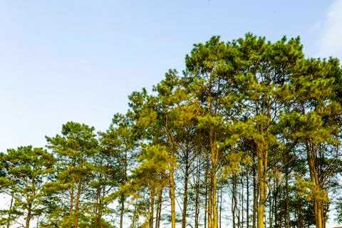 Green pine tree with blue sky on the peak of mountain, Green tree forest in d Stock Photos