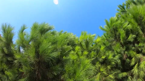 Green pine tree branch in blue sky background. Evergreen tree in sky landscape Stock Footage 144368018