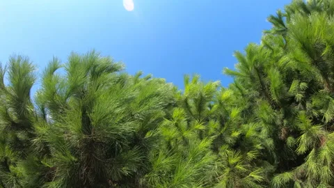 Green pine tree branch in blue sky background. Evergreen tree in sky landscape Video stock 144806744