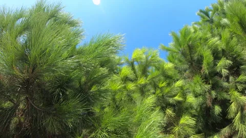 Green pine tree branch in blue sky background. Summer green tree needle Stock Footage 144807074