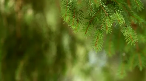 Green pine tree branch with blurry background Video stock 46006527