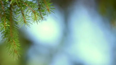 Green pine tree branch with blurry background Video stock 46006582
