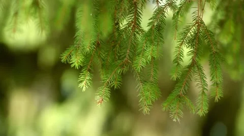 Green pine tree branch with blurry background Video stock 46006771