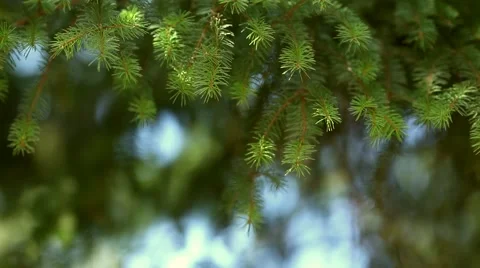 Green pine tree branch with blurry background Video stock 46006963