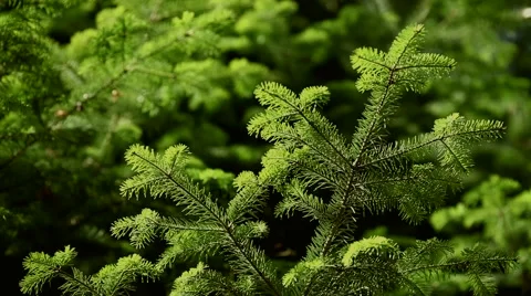 Green pine tree branch with blurry background Video stock 46007015