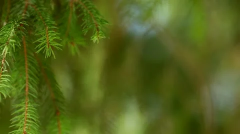 Green pine tree branch with blurry background Video stock 46007054