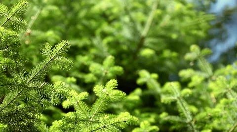 Green pine tree branch with blurry background Video stock 46007077