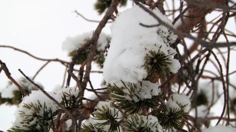 Green pine tree branch covered with snow in the forest. Stock Footage 61086155