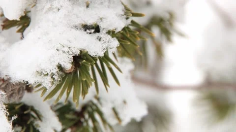 Green pine tree branch covered with snow in Saariselka, Finland. Stock Footage 61086174