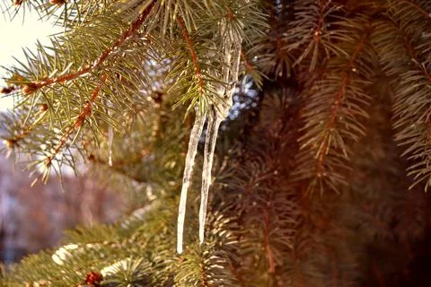 Green pine tree branch covered with tiny icicles shot on sunny day Stock-Fotos