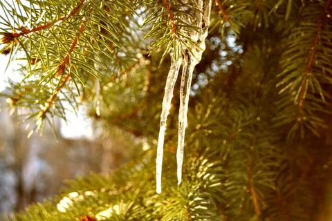Green pine tree branch covered with tiny icicles shot on sunny day Stock-Fotos