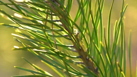 Green pine tree branch isolated on sunny sunset blurry gold abstract bokeh Stock Footage 155076621