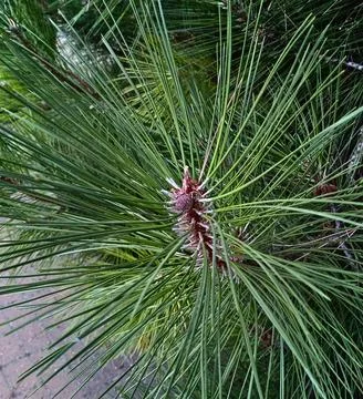Green pine tree branch with long needles and young bud close up Stock Photos