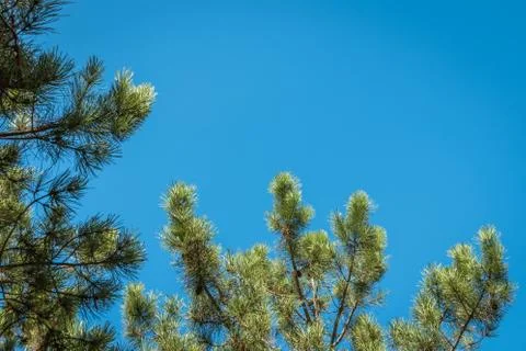 Green pine tree branch Stock Photos