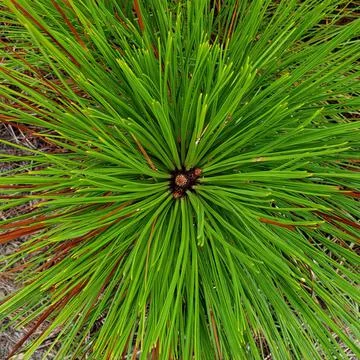 Green Pine Tree Branch Foto stock