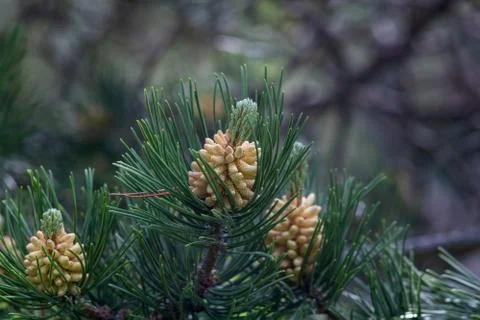 Green pine tree branch Spruce christmas background Stock Photos