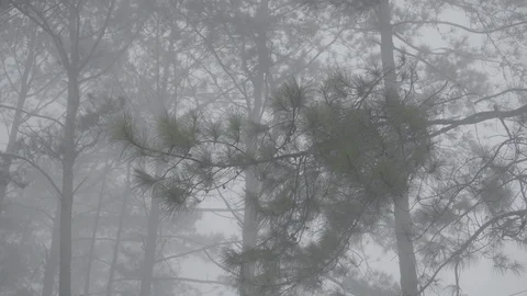 Green pine tree branch surrounded in mist in early morning. Vídeos de archivo 97780582