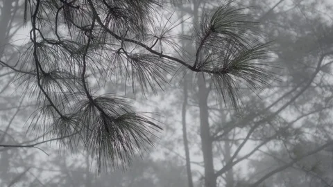 Green pine tree branch surrounded in mist in early morning. Video stock 97780803