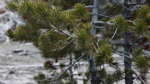 Green pine tree branch swaying in the wind Vídeo Stock 337690212