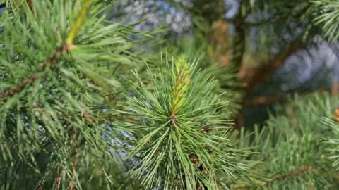 Green pine tree branch swaying in the wind Stock Footage 337829652