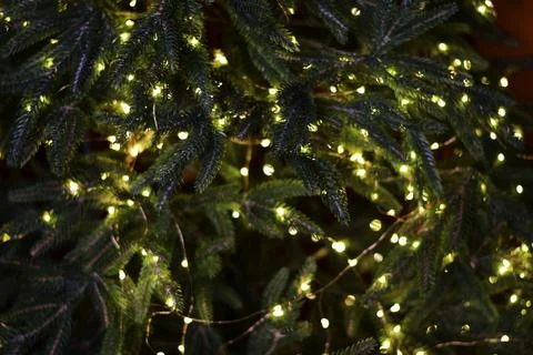 Green pine tree branches adorned with warm glowing fairy lights create a co.. Stock Photos