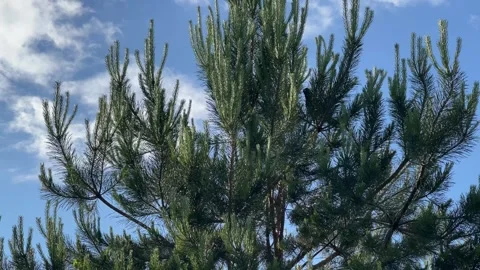 Green Pine Tree Branches against Sunny Blue Sky 库存影片 336023998