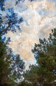 Green pine tree branches against white clouds. View of the sky with white cur Stock Photos
