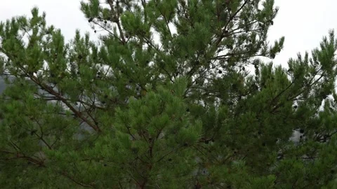 Green pine tree branches with brown cones against overcast sky. Stock Footage 315901790