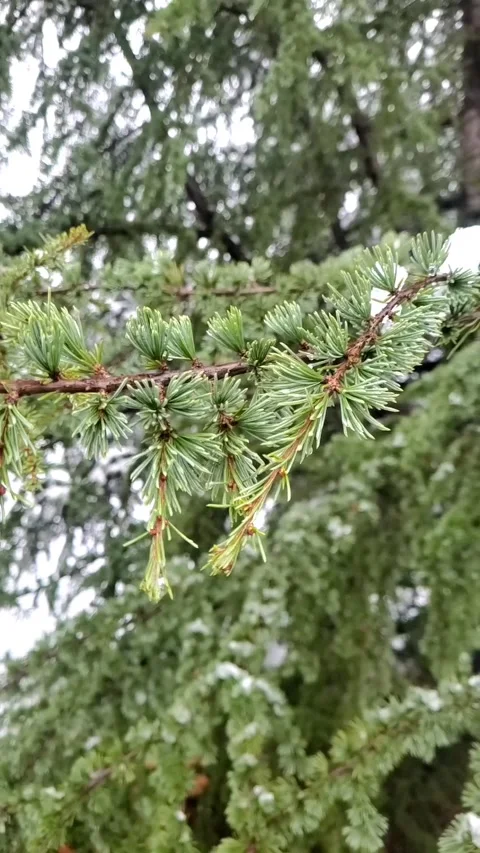 Green pine tree branches close up Stock Footage 296237297