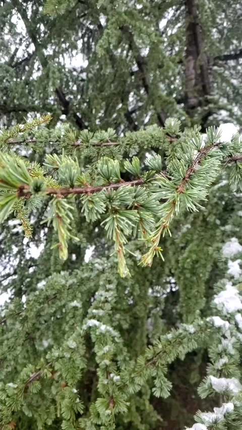 Green pine tree branches close up Stock Footage 296237298