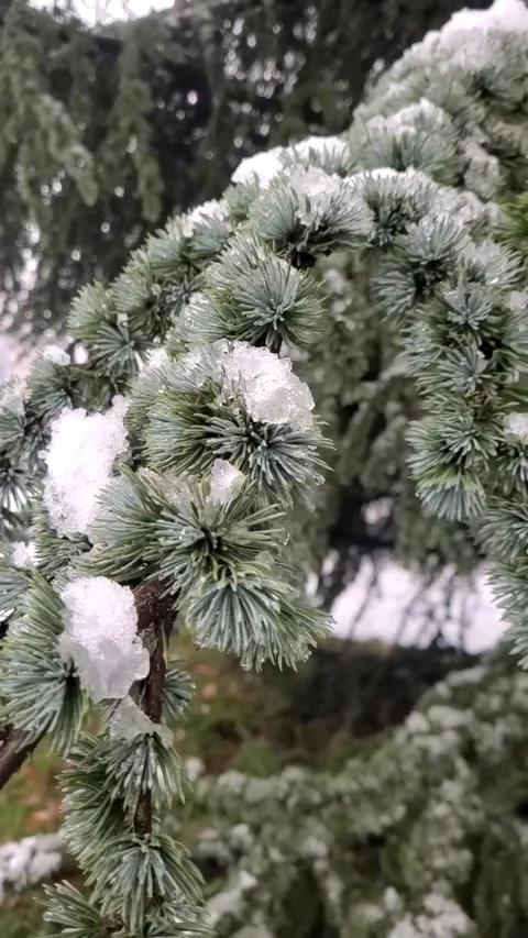Green pine tree branches close up Stock Footage 296237321