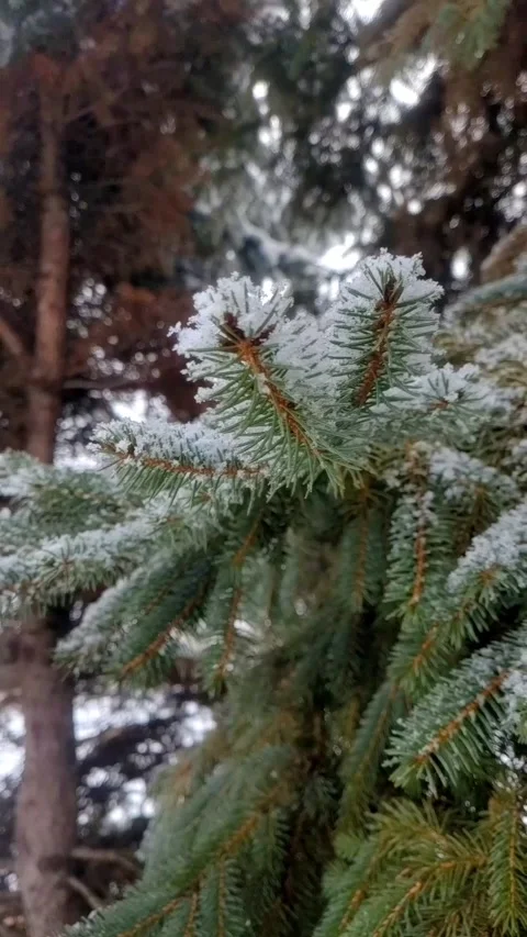 Green pine tree branches close up Stock Footage 296883275