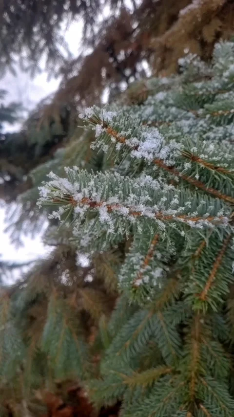Green pine tree branches close up Stock-Footage 296883312