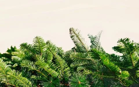 Green Pine Tree Branches Close Up Detail Natural Texture Background Seasona.. 写真素材