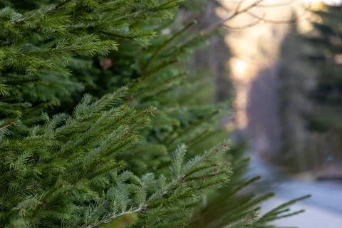 Green pine tree branches close up with a soft blurred forest background at Stock Photos