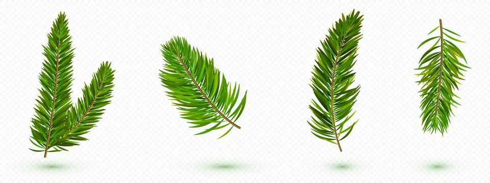 Green pine tree branches collection Stock Illustration