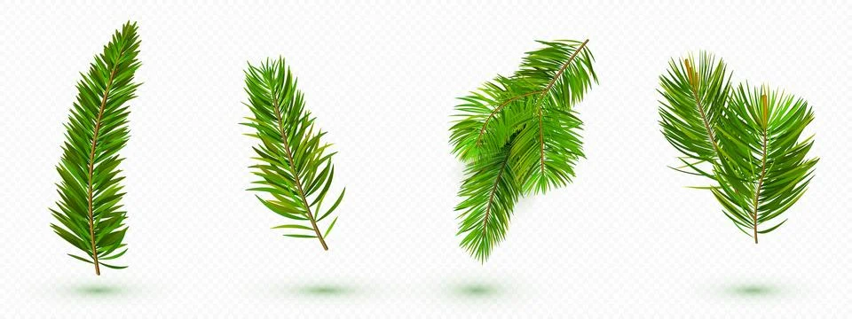 Green pine tree branches collection Stock Illustration