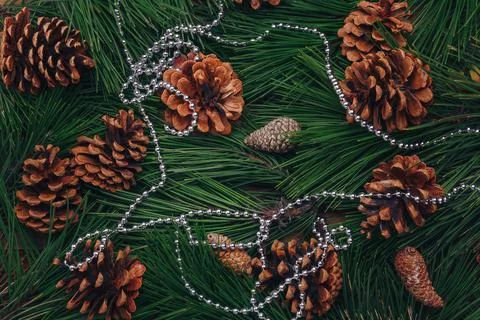 Green pine tree branches, cones natural background, shiny silver beads Stock Photos