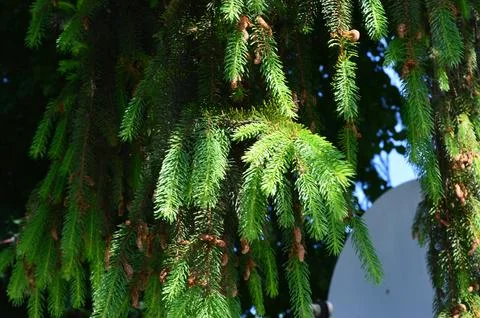 Green pine tree branches with cones under bright sunlight in a serene outdoor Stock Photos