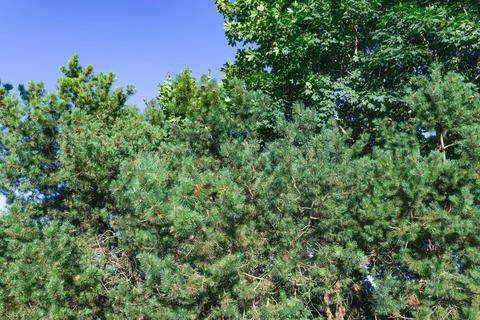 Green pine tree branches with cones against clear blue sky Stock Photos