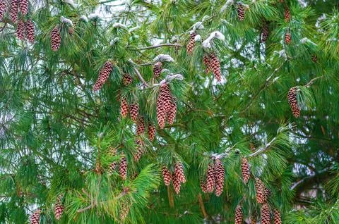Green pine tree branches covered in fresh snow with many brown cones. Stock Photos