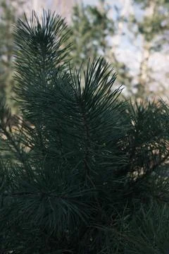Green pine tree branches growing in a quiet forest during daylight Foto stock