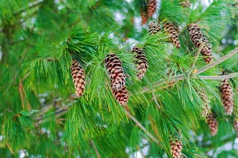 Green pine tree branches with many brown cones in nature. Stock Photos