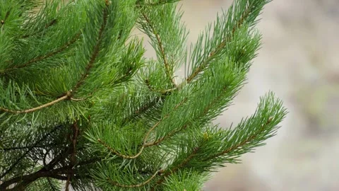 Green pine tree branches in nature Stock Footage 346694948