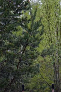 Green pine tree branches with needles and new shoots Stock Photos