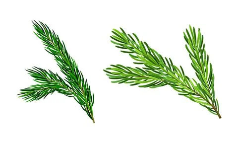 Green pine tree branches set cartoon vector illustration on white background Illustrazione stock