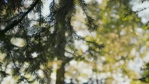 Green pine tree branches with sunlight in a forest Stock Photos
