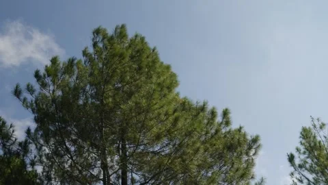 Green Pine Tree Branches Swaying Against Blue Sky With Moving Clouds Stock Footage 337784243
